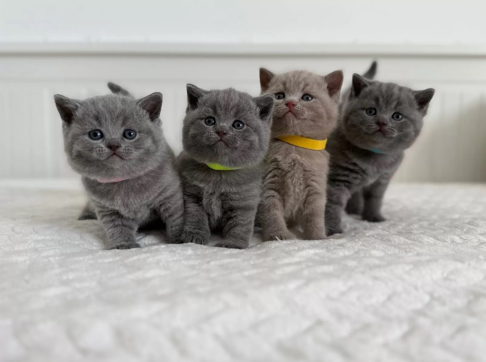BKH Kitten reinrassig blau, lilac, Britisch Kurz