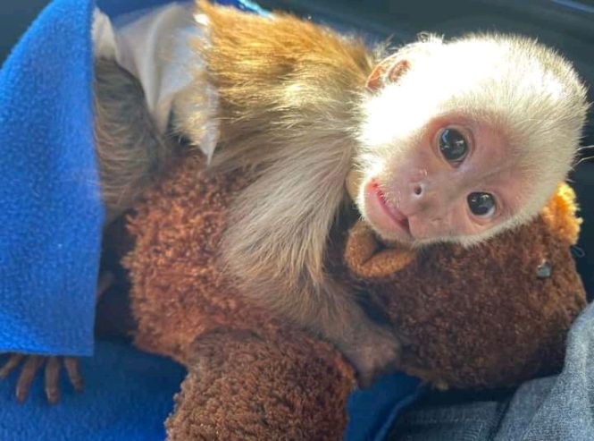 Gut trainierte Kapuzineräffchen zu verkaufen