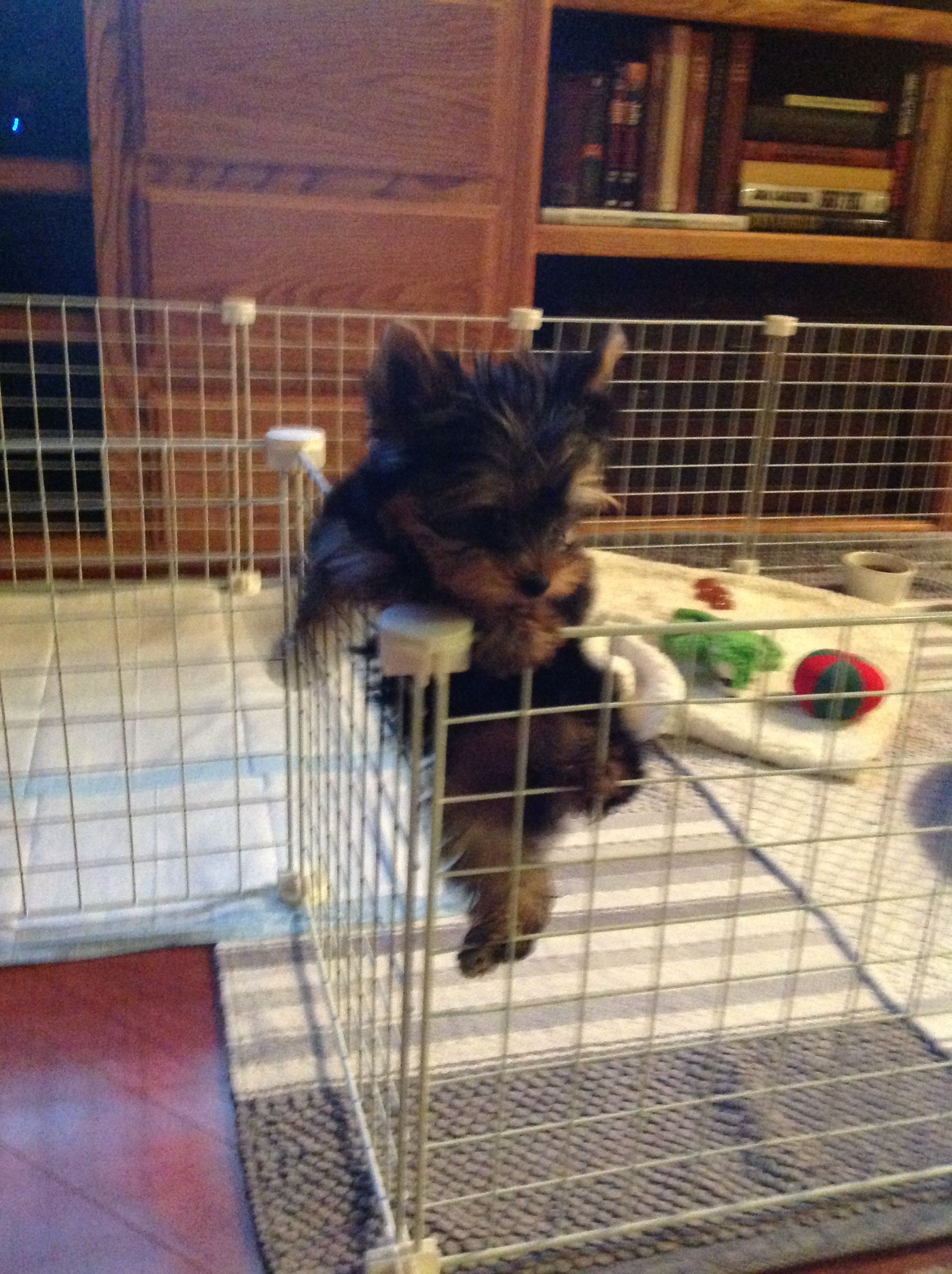 Yorkshire Terrier Welpen